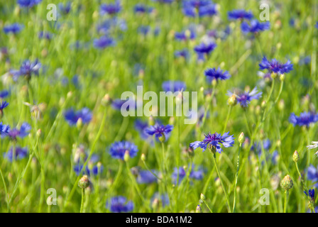 Kornblume Kornblume 03 Stockfoto