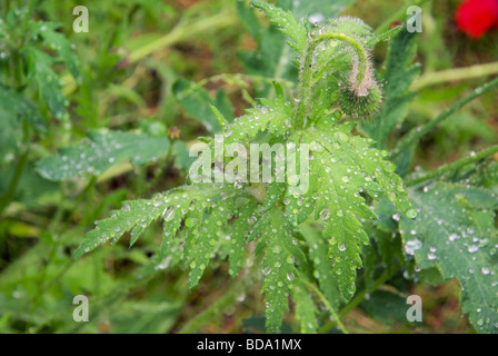 Mohnblätter Nass nasse Blätter aus Mohn 06 Stockfoto