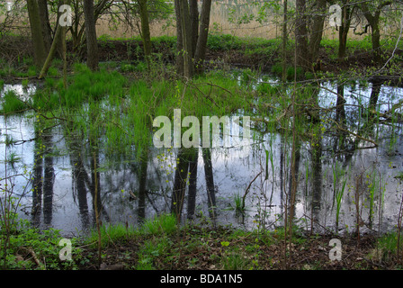 Sumpf Sumpf 02 Stockfoto