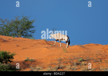 Oryx-Antilope (Oryx Gazella) zu Fuß auf einer Sanddüne, Kgalagadi Transfrontier Park, Südafrika Stockfoto