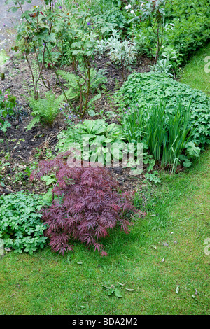 Acer Palmatum Dissectum Garnet-japanischer Ahorn im Garten im Frühjahr Stockfoto