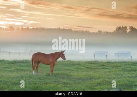 Einsames Pferd steht im nebligen Weide vor der Morgendämmerung Stockfoto