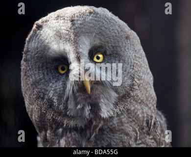 Große graue Eule (Strix Nebulosa)-Porträt Stockfoto