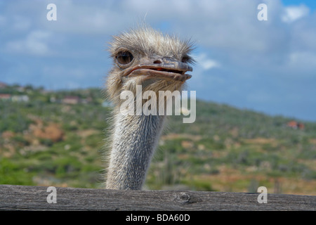 Strauß, starrt dich an Stockfoto