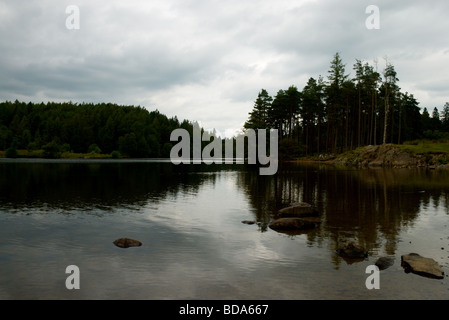 Tarn Hows, Sommer Stockfoto