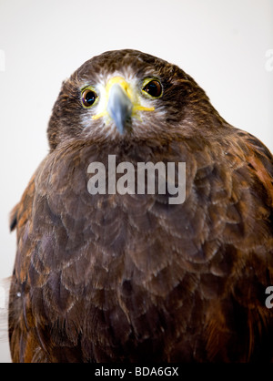 Eine Nahaufnahme von Gill, ein Harris Hawk auf Stockley Bauernhof Stockfoto