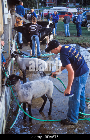 4H Landwirtschaft High-School, die Vorbereitung der Studierenden zeigen Schafe für Kirmes-Wettbewerb Stockfoto