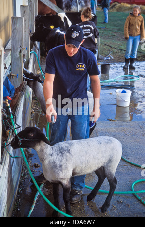 4H Landwirtschaft High-School, die Vorbereitung der Studierenden zeigen Schafe für Kirmes-Wettbewerb Stockfoto