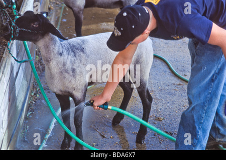 4H Landwirtschaft High-School, die Vorbereitung der Studierenden zeigen Schafe für Kirmes-Wettbewerb Stockfoto