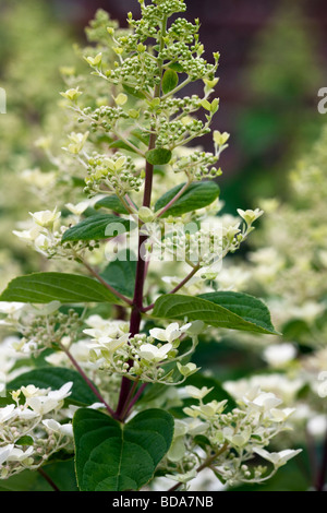 Hydrangea Paniculata 'Unique' Stockfoto