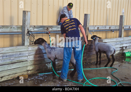 4H Landwirtschaft High-School, die Vorbereitung der Studierenden zeigen Schafe für Kirmes-Wettbewerb Stockfoto