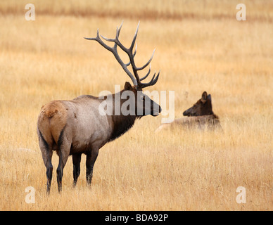 Stier und Kuh Elch im Feld Stockfoto