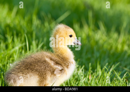 Canada Goose Gosling, Manitoba, Kanada. Stockfoto