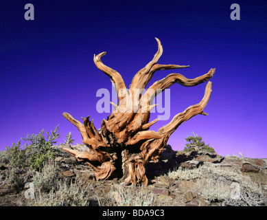 Bristlecone Kiefer Wurzeln, CA Stockfoto