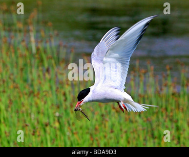 Küstenseeschwalbe im Flug mit einer Libelle im Schnabel Stockfoto