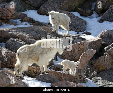 Trio von Bergziegen auf Felsen stehend Stockfoto