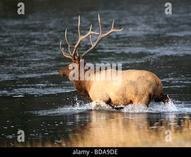 Stier Elch im Wasser Stockfoto