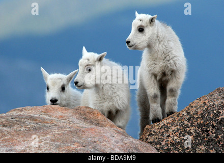 Trio von Billy Goat Kinder Stockfoto