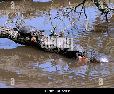 Western-Sumpfschildkröten auf einem Baumstamm im Wasser aalen Stockfoto