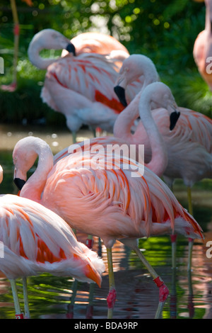 Herde von Rosaflamingos auf dem Display an den Zoo von Calgary, Calgary, Alberta, Kanada Stockfoto