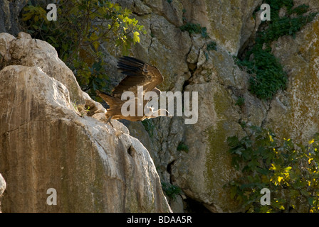 Erwachsene Gänsegeier ausziehen aus der Felswand Stockfoto