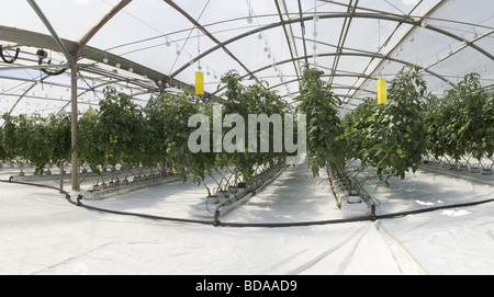 Hydroponischen Anbau von Tomaten im Gewächshaus Stockfoto