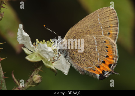 Schwarz-Zipfelfalter Schmetterling (Satyrium Pruni) Einnahme von Nektar aus einer Blume Bramble, Northamptonshire, UK Stockfoto