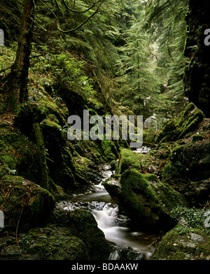 Wasserfall in Pucks Glen, eine Schlucht in der Nähe von Benmore Gardens, Loch Eck, Argyll and Bute, Scotland, UK Stockfoto