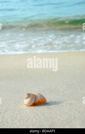 Exotische Schale an einem Ufer mit Wellen im Hintergrund Stockfoto