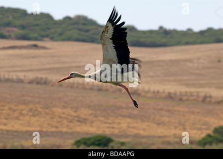 Juvenile Weißstorch nur nach dem Start vom See Stockfoto