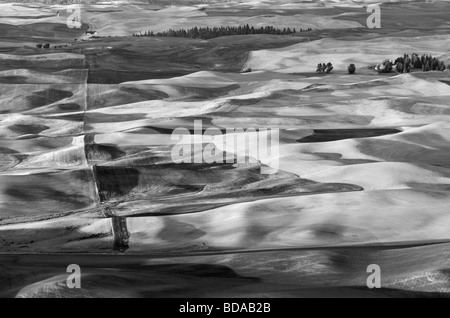 Neuer Frühling Weizen Wachstum der Palouse in der Nähe von Colfax Washington Stockfoto