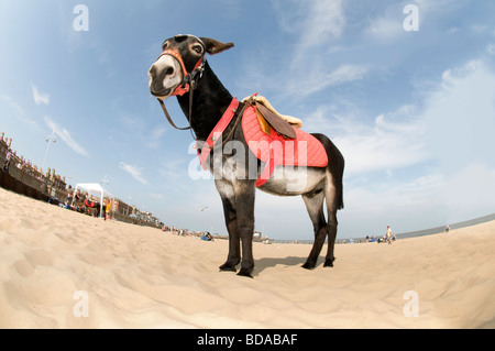 Blickte zu Esel Strand Lowestoft, Suffolk UK Stockfoto