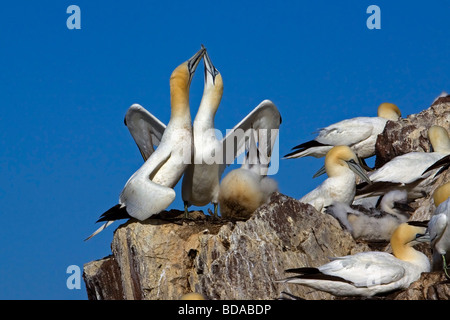 Gruß, Familie Küken Bass Rock Morus Bassanus nisten Tölpel Stockfoto