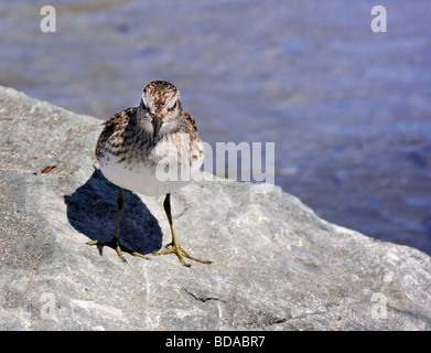 Ein kleinster Sandpiper (Calidris minutilla), der auf einem sonnendurchfluteten Küstenfelsen wachsam steht und sein braunes Gefieder und seine feine Rechnung gegen den Rücken des Wassers zeigt Stockfoto