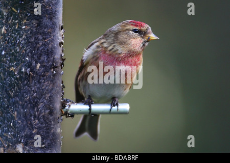 Gemeinsamen Redpoll Zuchtjahr Flammea seltenen Vogel Fink auf feeder Stockfoto