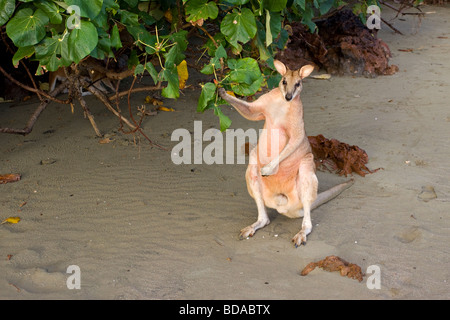 Agile Wallaby Macropus Agilis Beuteltier Fütterung Stockfoto