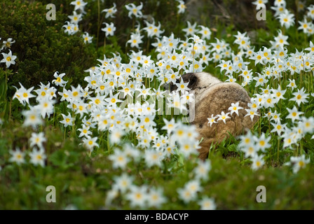 Ein hoary Murmeltier Futter unter der Lawine Lilien in Mt. Rainier Nationalpark. Stockfoto