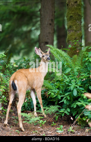 Ein Junge schwarz-angebundene Bock. Stockfoto