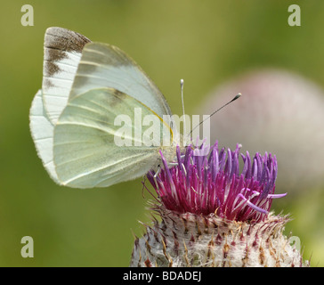 Großen weißen Schmetterling Pieris Brassicae auf Woolly Thistle Cirsium Wollgras Stockfoto