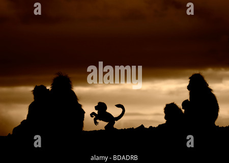 Chacma Pavian Papio Ursinus Krüger NP in Südafrika Stockfoto