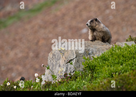 Hoary Marmot hält bei der Nahrungssuche am Nachmittag. Stockfoto