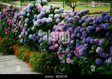 Bunte Hortensie Pflanzen. Stockfoto