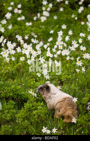 Ein hoary Murmeltier Futter unter der Lawine Lilien in Mt. Rainier Nationalpark. Stockfoto