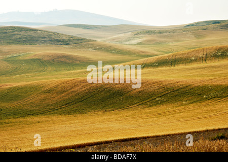 Weizen-Getreide im Bereich Palouse des südöstlichen US-Bundesstaat Washington Stockfoto