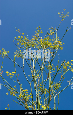 Foeniculum Vulgare, Fenchel, wildem Fenchel, die Samen in der Gastronomie verwendet werden Stockfoto