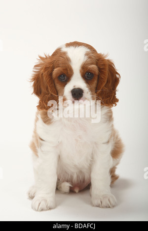 Cavalier King Charles Spaniel Welpe Blenheim 9 Wochen Stockfoto