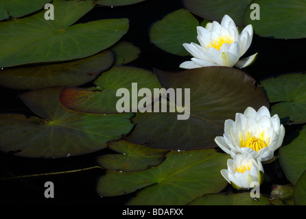 Blüten und Blätter der weißen Seerose (Nymphaea Alba). Stockfoto