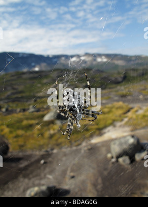 European Garden Spider oder cross Spider (Araneus diadematus) in Norwegen. im Hochland im Hintergrund gesehen werden kann. Stockfoto