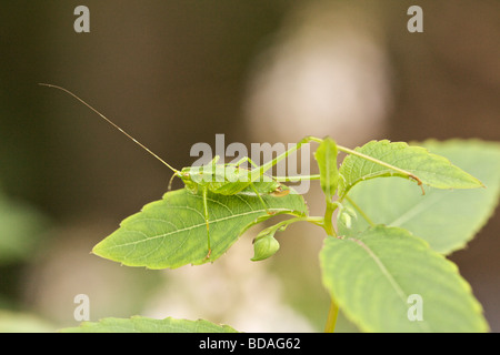 Junge Gabel tailed Bush Grashuepfer auf Springkraut. Stockfoto