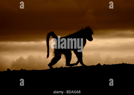 Chacma Pavian Papio Ursinus Krüger NP in Südafrika Stockfoto